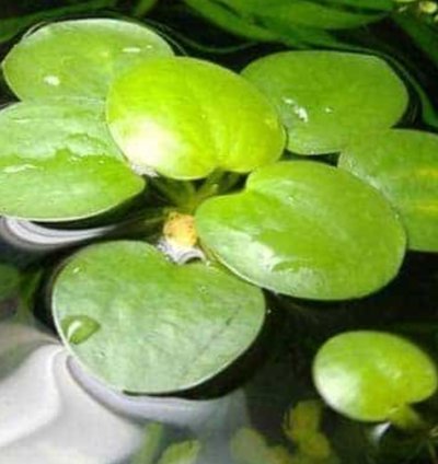 Limnobium Laevigatum | Amazon Frogbit | floating aquatic plant (10 plants)