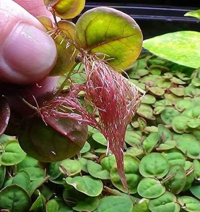 Red Root Floater|Phyllanthus Fluitans | BUNCH  in a Pot