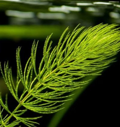 Ceratophyllum demersum| 'Foxtail '| Aquarium plant (10 plants in one pack)